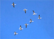 geese